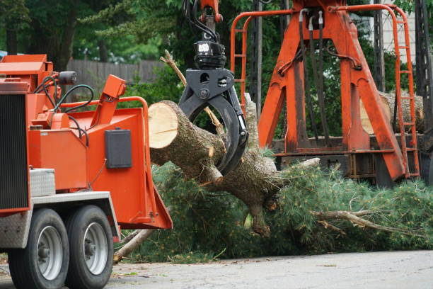 Tree Branch Trimming in Preston, ID